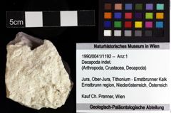 Foto (Objket + Etiketten) von Decapoda indet. 